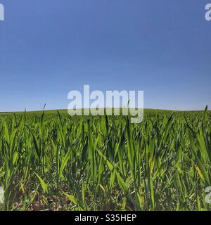 Crops under a clear blue sky Eccup West Yorkshire Stock Photo