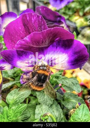 A large bumblebee taking the nectar from a large purple and white pansy flower. Green leaves. Stock Photo