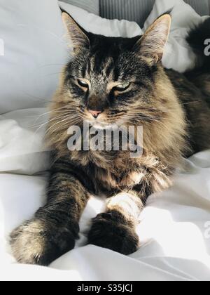 Tabby long haired cat on bed