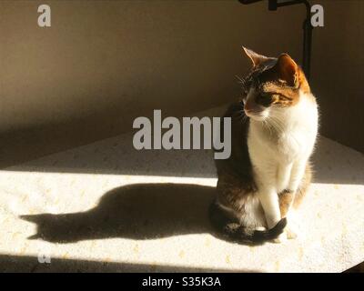 Tabby and white cat sunbathing Stock Photo