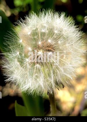 Dandelion seed-head. Isn’t nature beautiful! Stock Photo