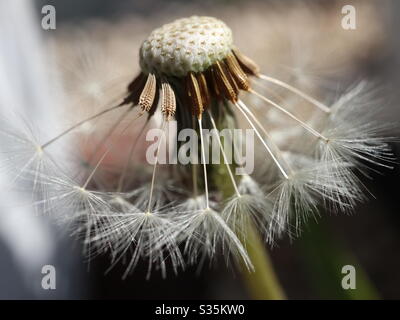Dandelion seeds Stock Photo