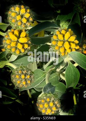 Phlomis fruticosa Stock Photo