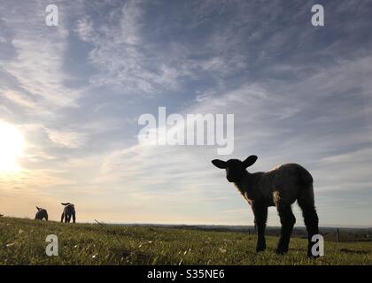 Three lambs in a field at sunset in spring, North Yorkshire, England, United Kingdom Stock Photo