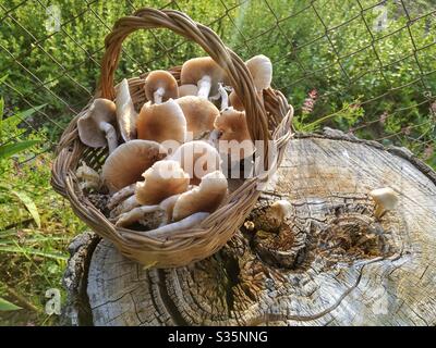 Wild mushrooms. Poplar mushroom. Agrocybe aegerita. Stock Photo