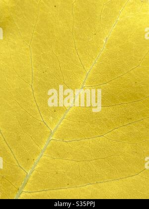 Background of a solid yellow leaf Stock Photo