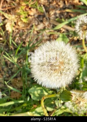 Dandelion flower or “Taraxacum officinale” in seed Stock Photo
