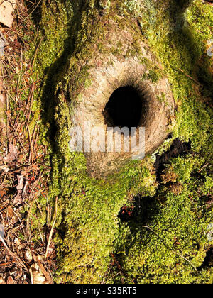 Knot hole in mossy tree trunk in the forest Stock Photo
