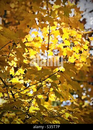 The late day sun lights up yellow leaves in a tall tree from behind. Stock Photo