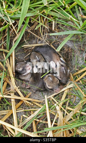 A nest of newborn wild rabbits in a grassy yard in Illinois. Stock Photo