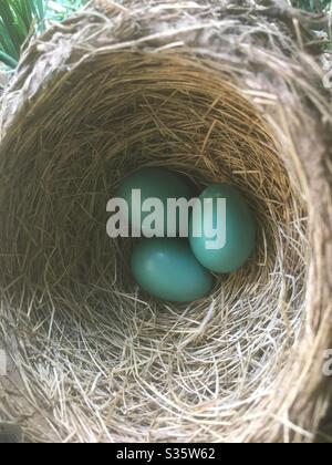Robin eggs in a nest Stock Photo