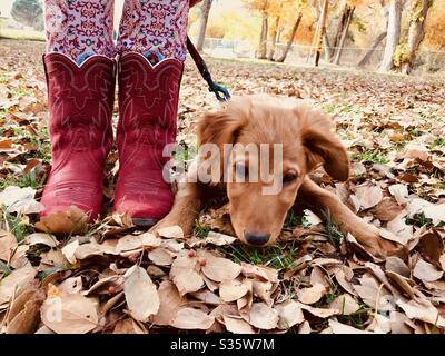 golden retriever cowboy boots