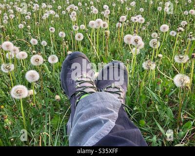 Hiker in hiking shoes sitting on grass with white common dandelion seed heads, personal perspective Stock Photo