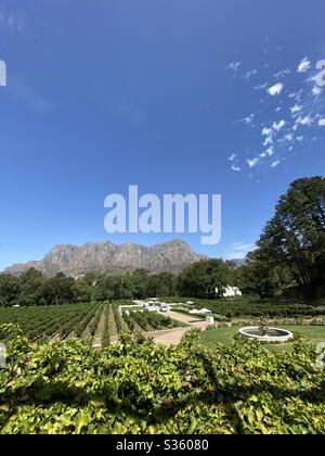 Molenvliet vineyard in south africa near cape town Stock Photo