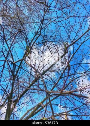 Looking up into the blue sky and fluffy clouds. Stock Photo