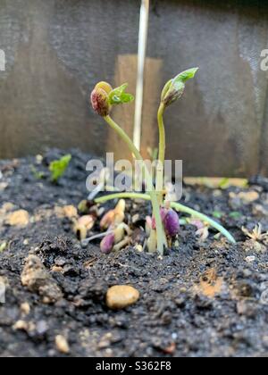 Fresh sprouting pinto bean plant Stock Photo