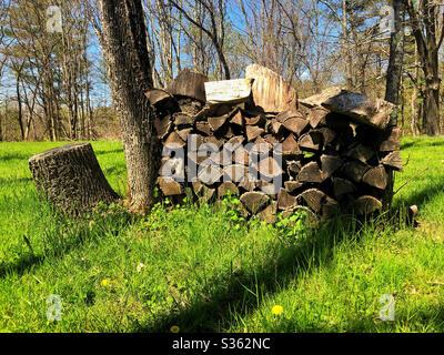 Stack of cut firewood drying out for use between two trees on grassy lawn Stock Photo