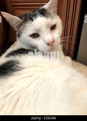 white kitten with black spots