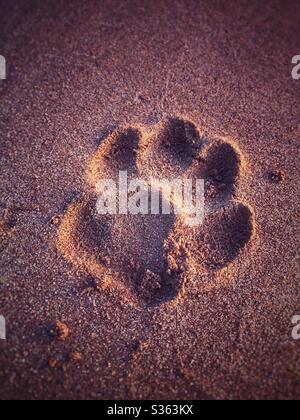 Dog paw in the sand Stock Photo