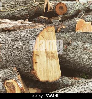 Cut tree trunks Stock Photo