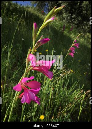 Gladiolus italicus (also known as Italian gladiolus, Field gladiolus, and Common Sword-lily) growing in an olive grove, Catalonia, Spain. Stock Photo