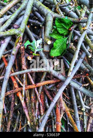 Pile of ash tree twigs Stock Photo