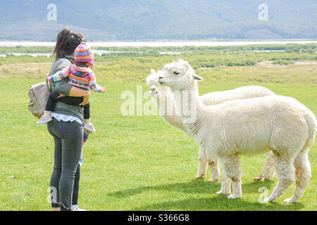 Mother and baby say hello to llama in New Zealand Stock Photo