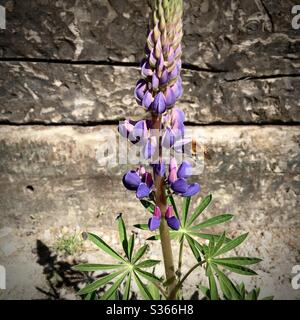 A photograph of a bumble bee on a beautiful purple lupin flower. Bright sunshine, wooden sleeper log background. Stock Photo