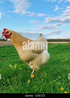 Free range hen walking in green grass Stock Photo