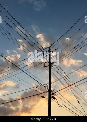 Birds resting on power lines at sunset in Narita Japan Stock Photo
