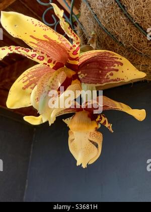 Glorious golden yellow stanhopea or upside down orchid flowers hanging from its basket Stock Photo