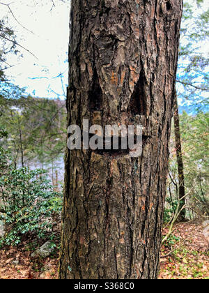 Woodland sprite or green man face carved in tree in the woods Stock Photo