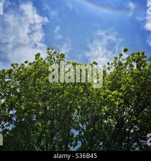 A photograph looking upwards towards a full leafed oak tree with a brilliant blue sky above, wispy clouds and a slight rainbow flare. Beautiful sunny day in woodland. Stock Photo