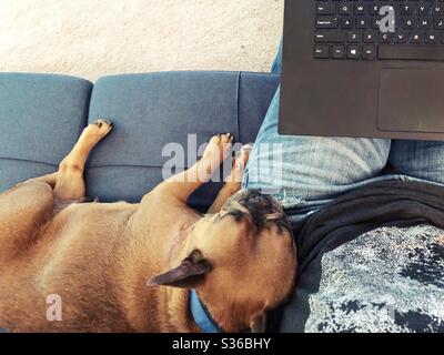 A sleepy french bulldog relaxes on the leg of a person working on a laptop computer.