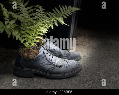 Sustainability : A plant that has been planted into an old, used pair of safety shoes at a factory warehouse Stock Photo