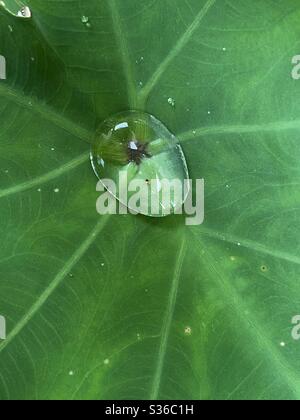 A single large raindrop on green plant leaf Stock Photo