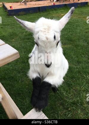 Pigmy goat black and white with hooves up on bench Stock Photo