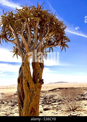 Quiver tree in Namibia. Stock Photo