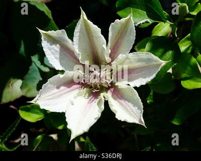 Single white clematis flower in the spring sunshine Stock Photo