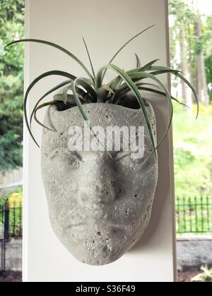 An air plant in a face shaped container. Stock Photo