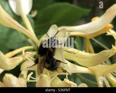 Sleepy bee on honeysuckle plant with its legs covered in pollen Stock Photo