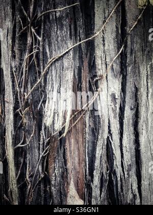 A closeup of textures tree bark Stock Photo