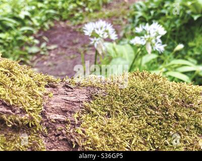 Closeup view of a moss covered fallen tree in a British forest. Scenic ...