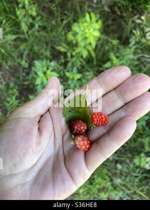 Wild raspberries picked in the forest Stock Photo