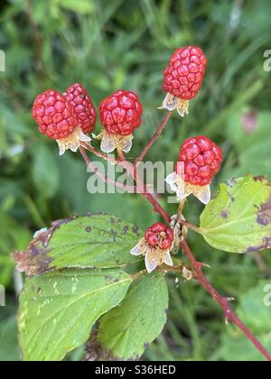 Wild red raspberries growing in the forest Stock Photo