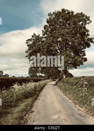Country lane in late spring in North Yorkshire, England, United Kingdom Stock Photo