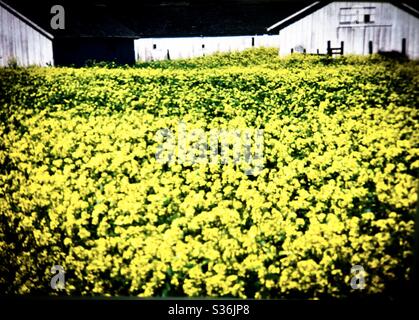Bright yellow field rapeseed California farm