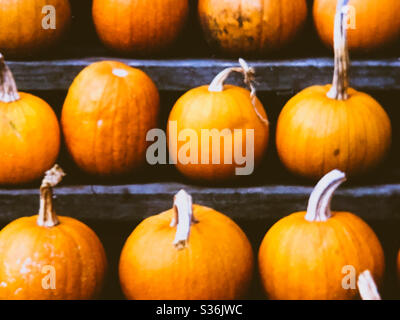 Pumpkins in rows ready for Autumn and Halloween Stock Photo
