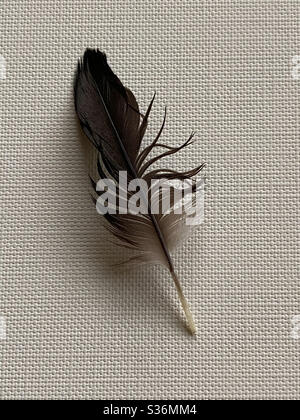 Still life of a dark brown bird feather on canvas background Stock Photo