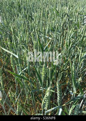 Corn growing in farmers field Stock Photo